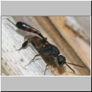 Gasteruption cf assectator - Gichtwespe w05d 9mm.jpg